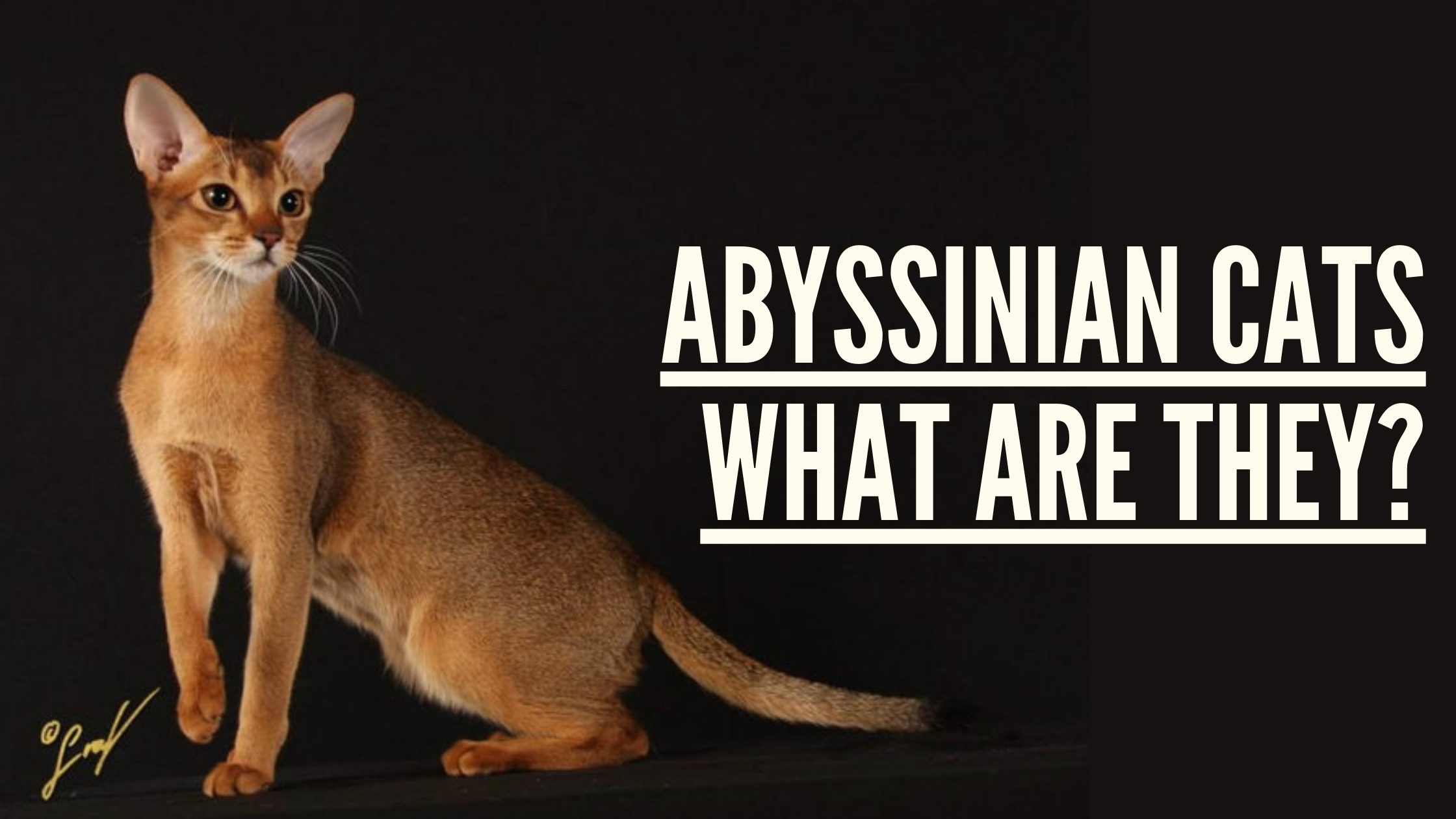 Are Abyssinian cat aggressive? - Omnia Mea Cattery