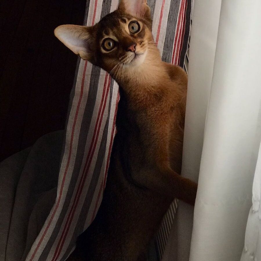 abyssinian-kitten-ruddy