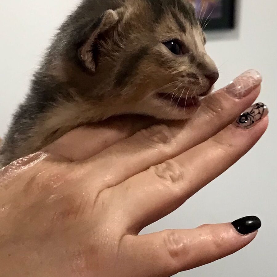 omnia-mea-abyssinian kittens