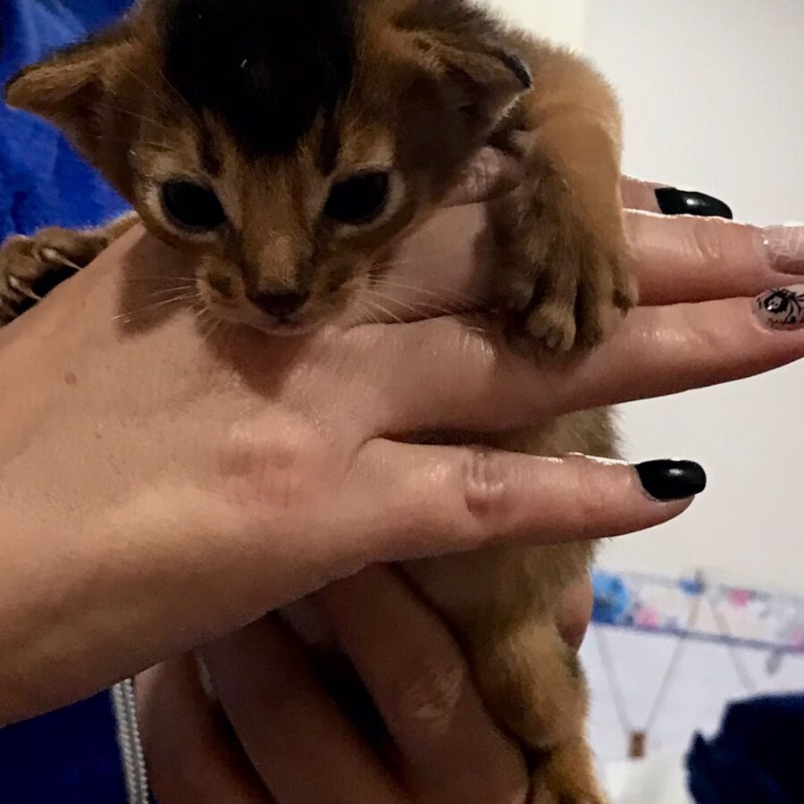 omnia-mea-abyssinian kittens2