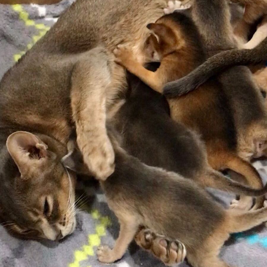 omnia-mea-abyssinian kittens3