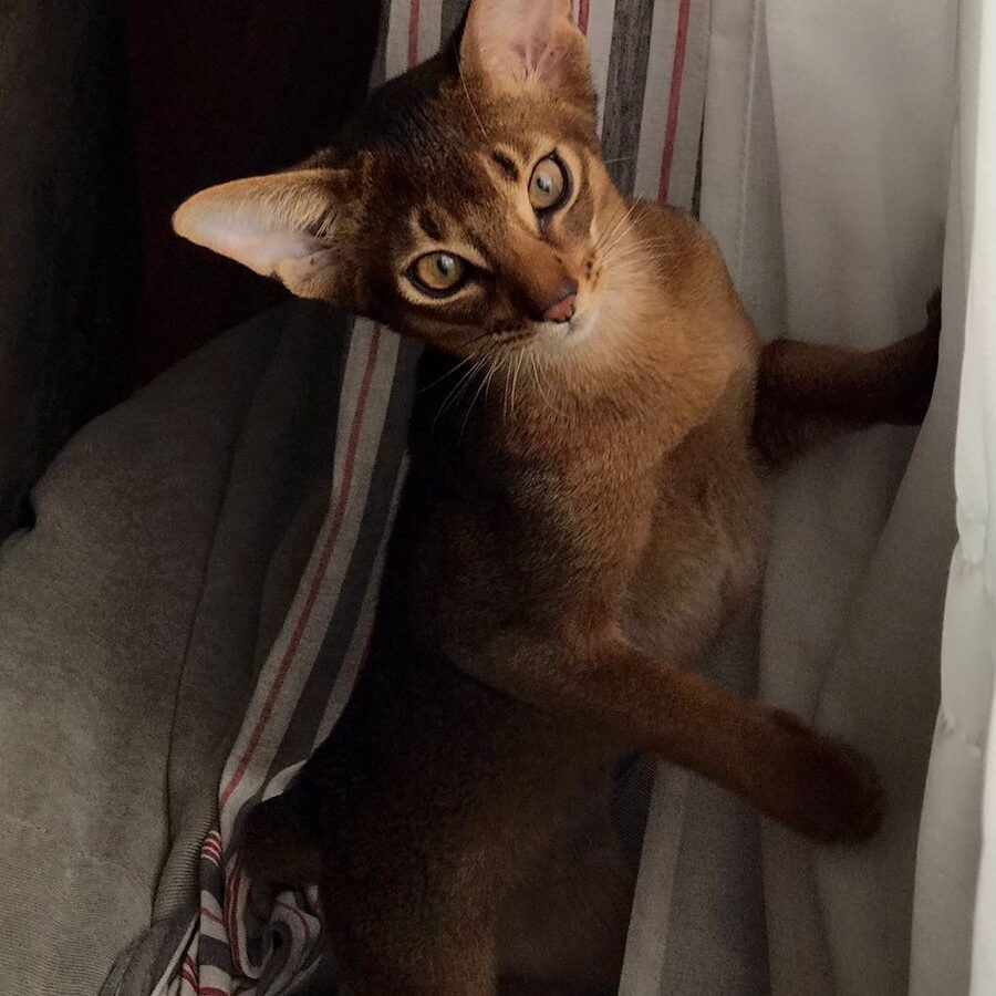 ruddy-abyssinian-cat