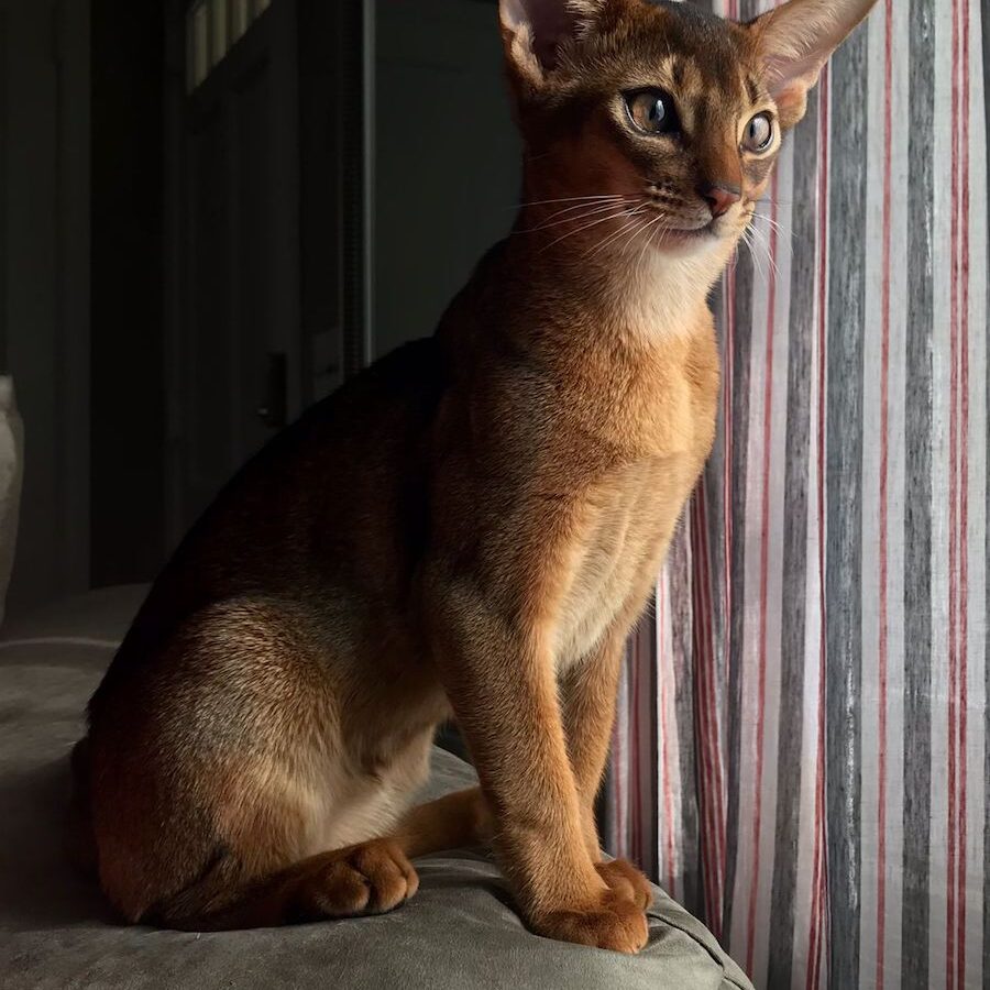 ruddy-abyssinian-kitten