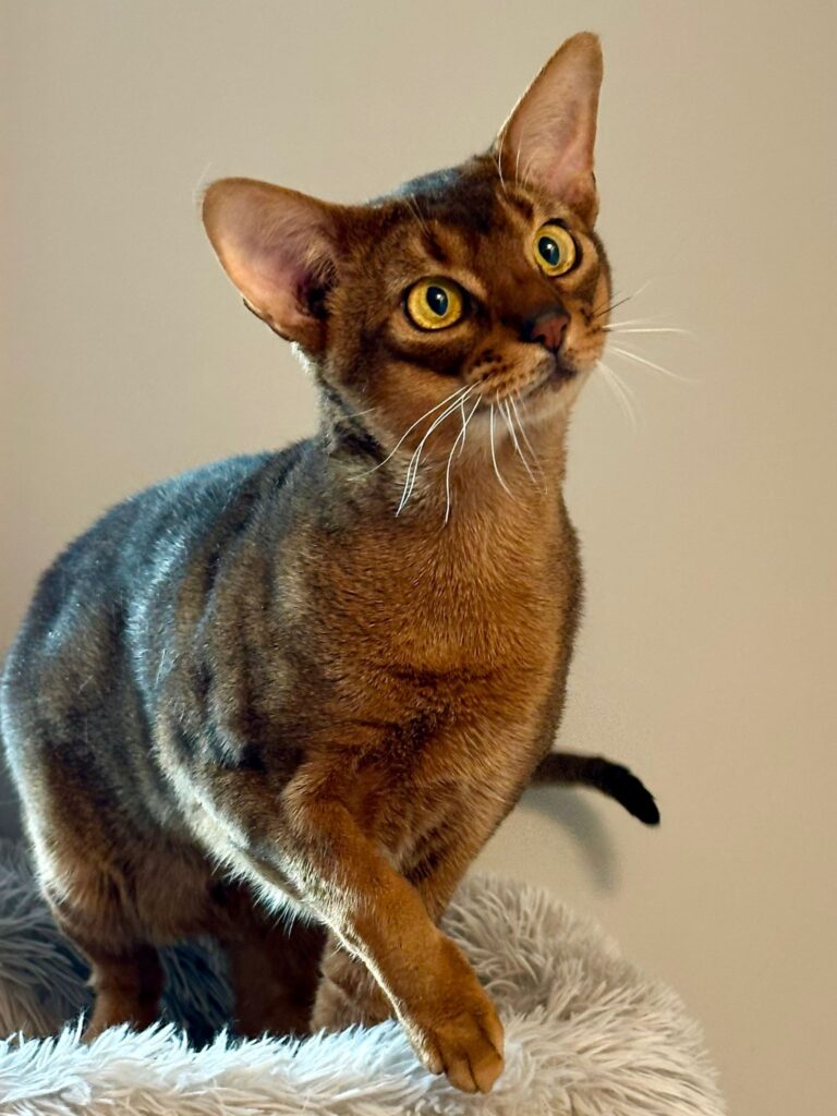 WhatsApp Image 2025-11-27 at 08.00.37 (3)