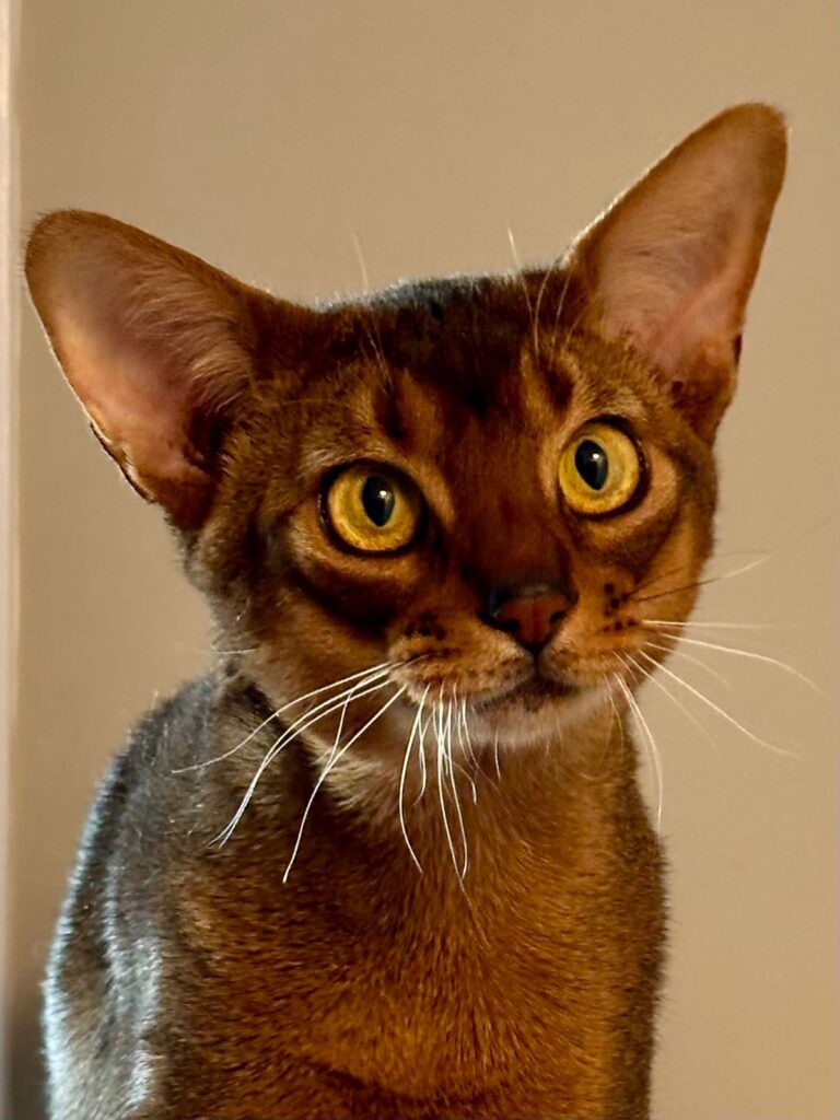 WhatsApp Image 2025-11-27 at 08.00.38 (4)