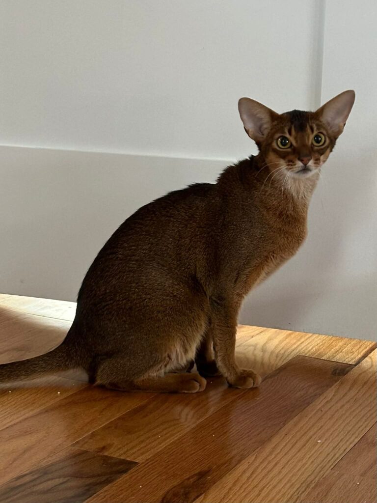 WhatsApp Image 2026-04-02 at 09.19.40 (4)