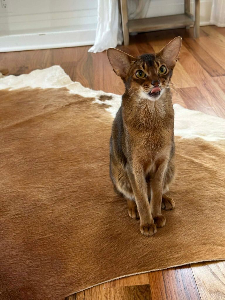 WhatsApp Image 2026-04-02 at 09.19.40 (6)