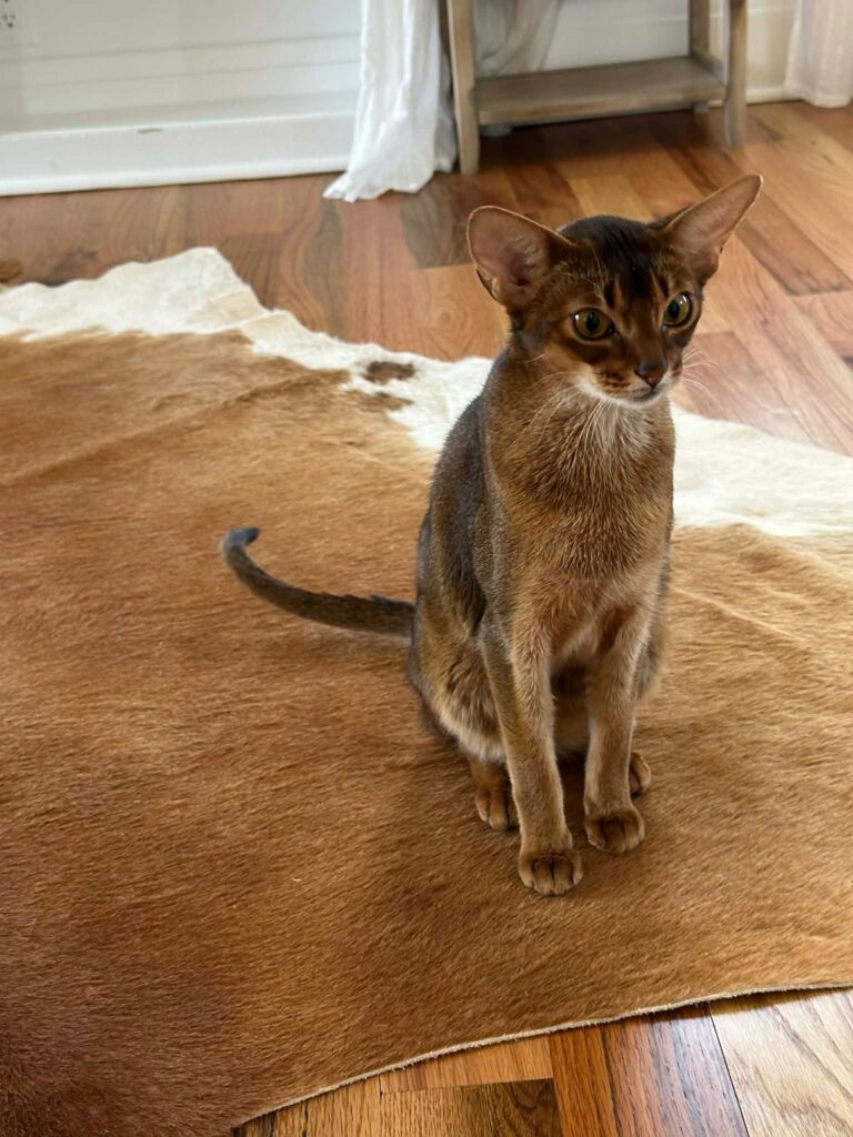 WhatsApp Image 2026-04-02 at 09.19.40